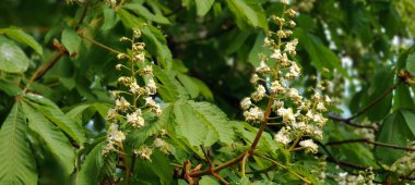 Baharda kestane ağacı