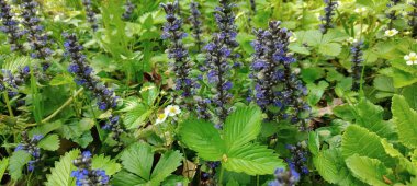 Bahçedeki güzel çiçekler