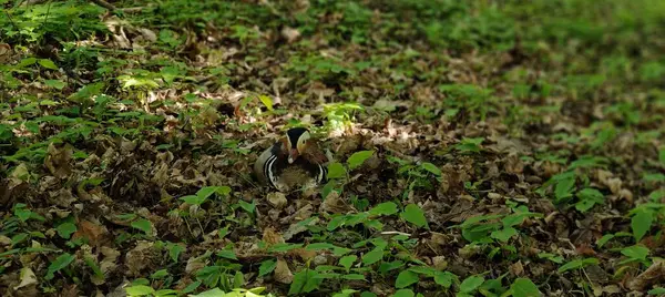 Ormandaki küçük sincap.