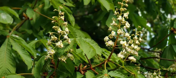 Beyaz çiçekli kestane ağacı