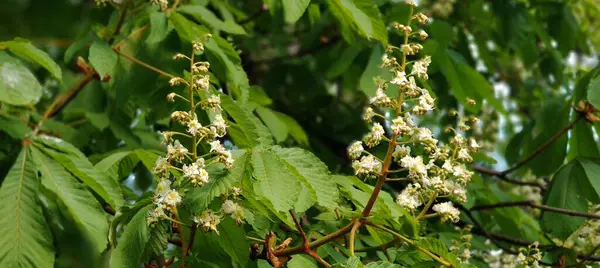 Baharda kestane ağacı
