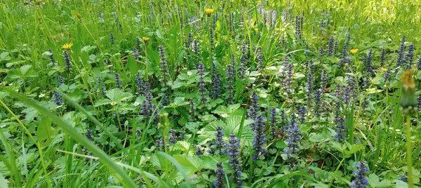 Bahçedeki güzel çiçekler