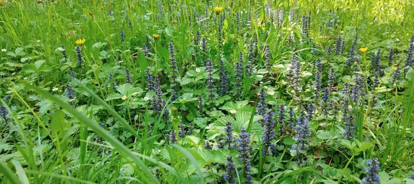 Çiçekli güzel yeşil tarla