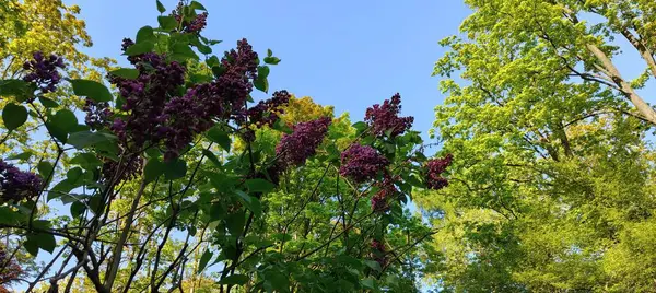 Bahar bahçesinde leylak çiçekleri