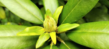 Güzel botanik fotoğrafı, doğal duvar kağıdı.