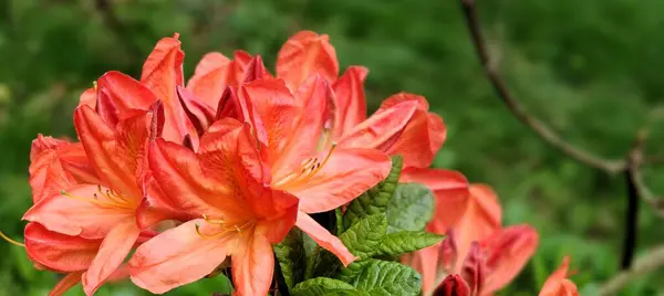 Bahçedeki kırmızı zambak çiçeği