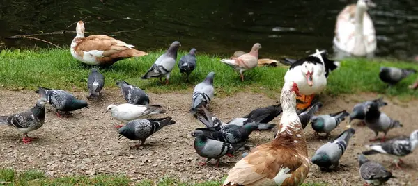 Parkta kaz sürüsü