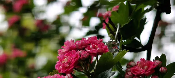 Bahçedeki güzel çiçekler