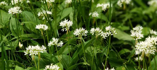 yeşil çiçekler, bitkiler ve yapraklar