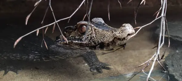 Büyük siyah beyaz bir kurbağa resmi.