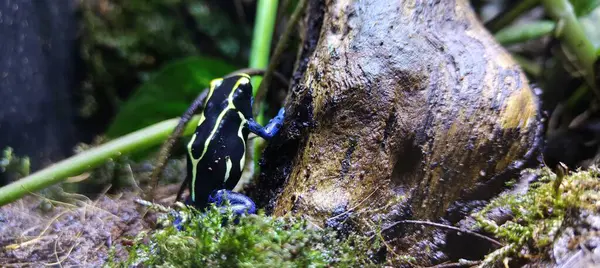 Siyah - mavi kurbağa, siyah gözlü kurbağa, tavus kuşu, Peonidae familyasından bir kuş cinsidir..