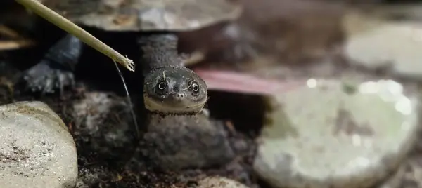 Ormandaki kertenkele