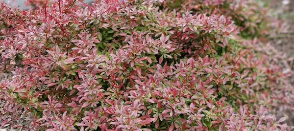 Bahçedeki kırmızı çiçekler