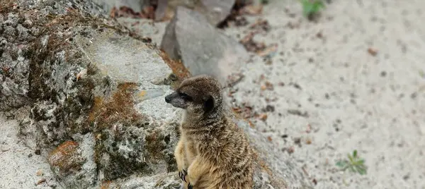 Şirin bir mirketin yakın çekimi.