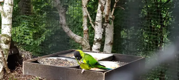 Hayvanat bahçesindeki kafeste papağan