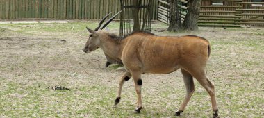 Büyük boynuzlu dişi bir ceylan, parkta büyük bir antilop boynuzu.