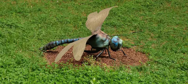 Eşek hayvanat bahçesinde çitlerin arkasında.