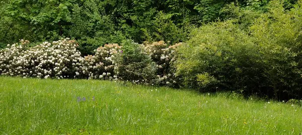 Eşek hayvanat bahçesinde çitlerin arkasında.