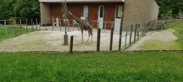 Eşek hayvanat bahçesinde çitlerin arkasında.