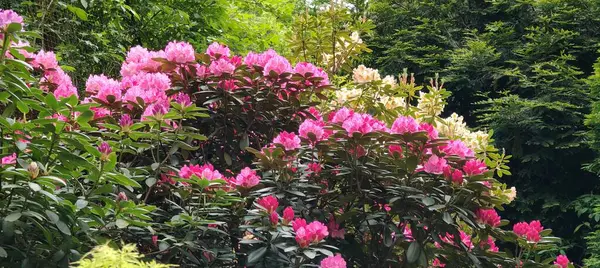 Bahçedeki güzel çiçekler