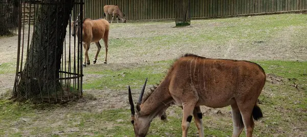Hayvanat bahçesinde bir keçi sürüsü