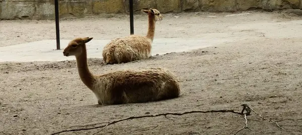 Sevimli genç devekuşu, hayvan.