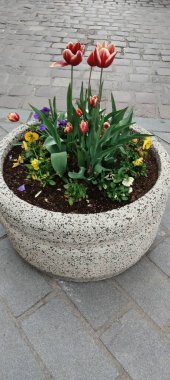 bir tencerede laleler