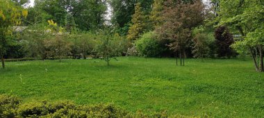 Parkta yeşil çimenler.