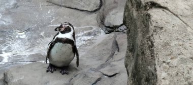 Hayvanat bahçesindeki penguen