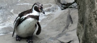 Hayvanat bahçesindeki penguen