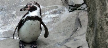 Penguen büyük, çok küçük ve büyük. Kameraya benziyor..