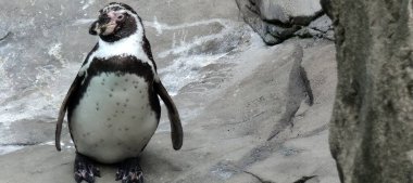 Hayvanat bahçesindeki penguen