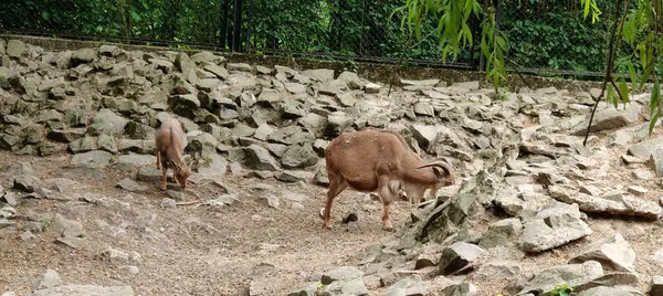 Ormandaki koyunlar taşlarda