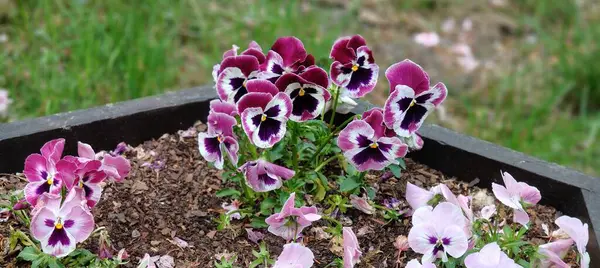 Güzel botanik fotoğrafı, doğal duvar kağıdı.