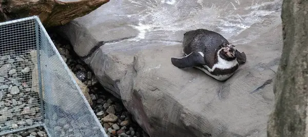 Şirin bir penguenin yakın plan fotoğrafı.