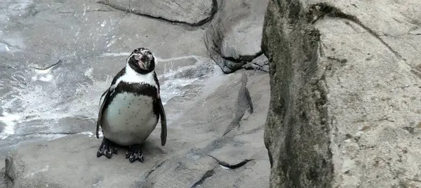 Hayvanat bahçesindeki penguenler