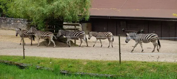 Zebra hayvanat bahçesinde
