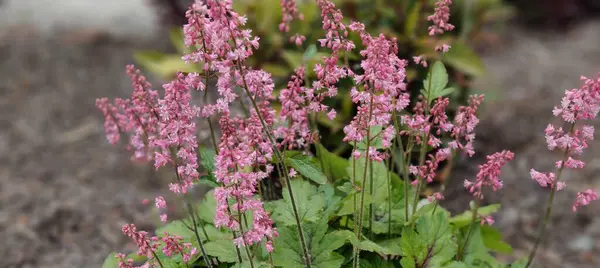 Bahçedeki güzel çiçekler