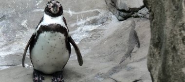 Hayvanat bahçesindeki penguen