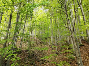 Dağlardaki güzel orman