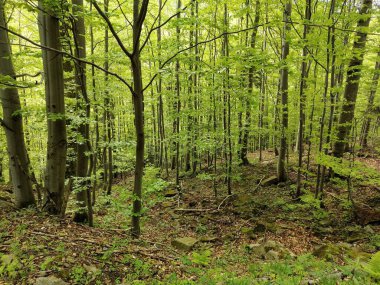 Sabah güzel bir orman