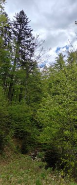 Ormanda yeşil ağaçlar