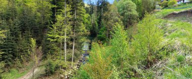 Dağlardaki yeşil orman