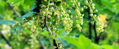 Çiçeklerin açtığı manzarayı kapat