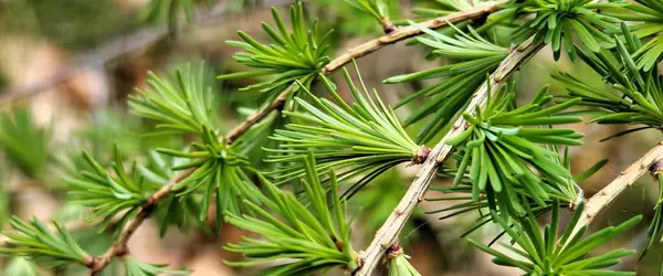 Yeşil iğneli çam dalları