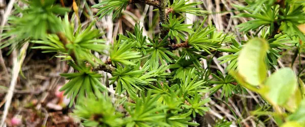 Ormandaki bir bitkinin yaprakları.