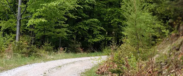 Ormandan geçen toprak yol.