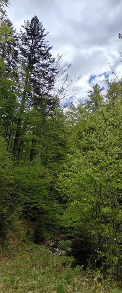 Ormanda yeşil ağaçlar