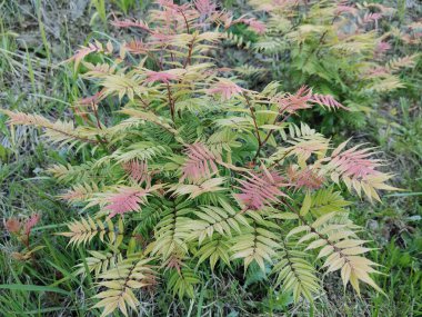Güzel botanik fotoğrafı, doğal duvar kağıdı.