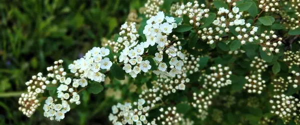 Bahçede beyaz çiçekler